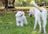 Dog Runs In Singapore For A Doggy Day Out