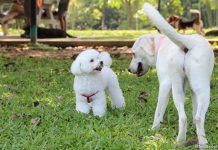Dog Runs In Singapore For A Doggy Day Out
