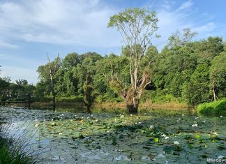 Hampstead Wetland Park in Seletar Aerospace Park