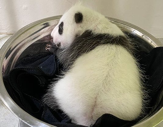 Singapore’s Baby Panda Has Its First Weigh-In