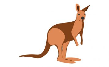 50+ Kangaroo Jokes To Make You Jump For Joy - Little Day Out