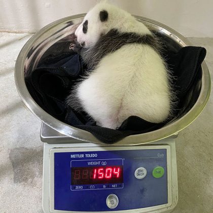 Singapore’s Baby Panda Has Its First Weigh-In - Little Day Out