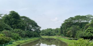 Springleaf Nature Park: 5 Things You May Not Know About This Sungei Seletar Park