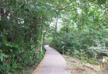 Pasir Ris Mangrove And Board Walk