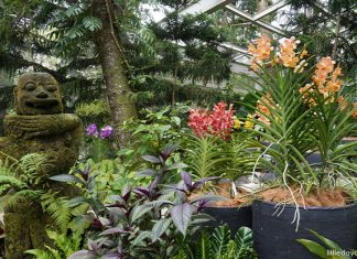 Five Orchids Not To Miss At The Tan Hoon Siang Mist House