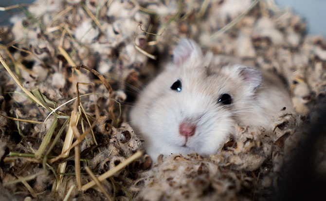 Syrian Hamsters in Singapore: Care & Prices [+ Expert Tips]
