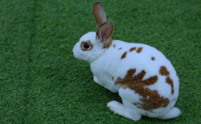 Animal Buddy Program Rusy Rabbit
