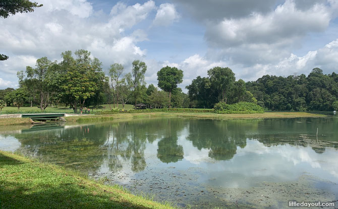 How Long to Walk the MacRitchie Reservoir Trail