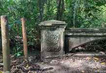 MacRitchie Reservoir Trail: Trekking Around The Central Catchment Nature Reserve