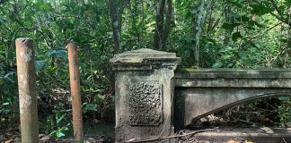 MacRitchie Reservoir Trail: Trekking Around The Central Catchment Nature Reserve