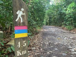 3 Levels Of MacRitchie Trails & Walks: From Easy To Difficult
