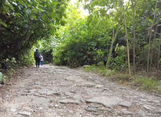 Mandai T15 Trail: Things to Know