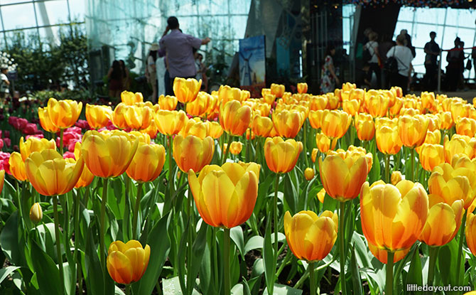 Tulips at Gardens by the Bay