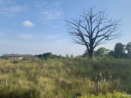 Quick Guide To Jurong Lake Garden: Nature, Play, Learn And Dine