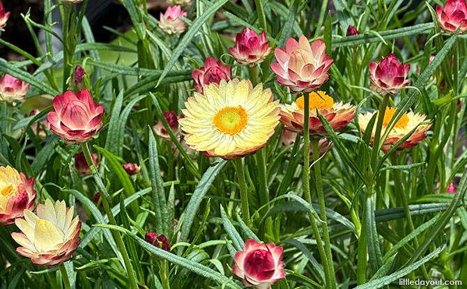 Strawflower