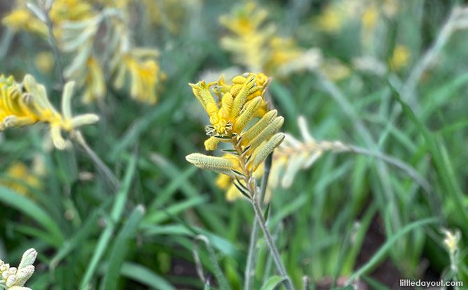 Kangaroo paws at Carnival of Flowers, Gardens by the Bay