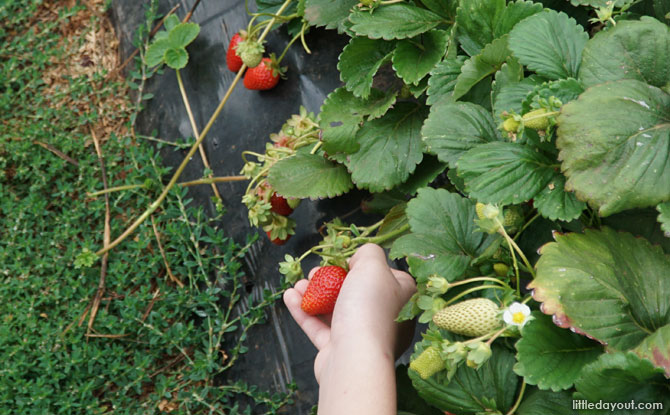 Picking strawberries by hand.