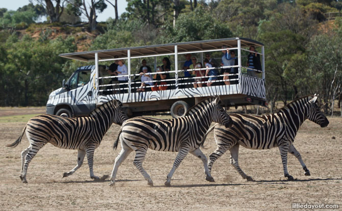 werribee zoo safari animals