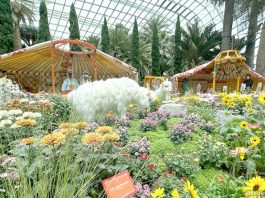 Chrysanthemum Charm: Mongolian Gers & Culture At The Flower Dome