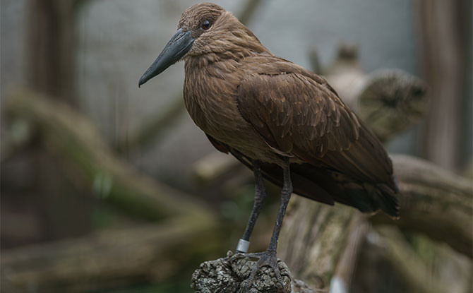 Hammerkop