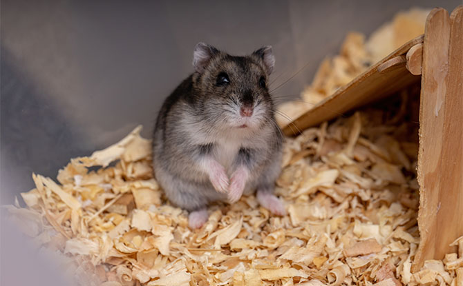 Hamster