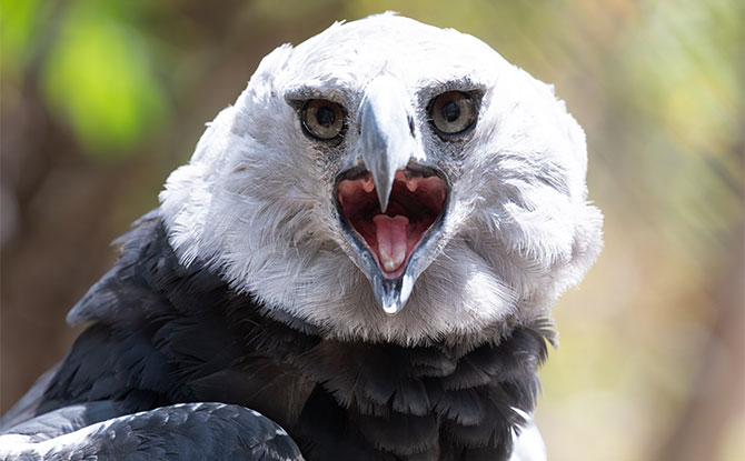 Harpy Eagle