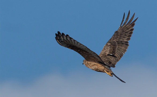 Harrier