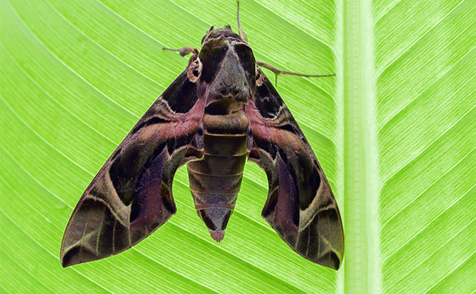 Hawkmoth