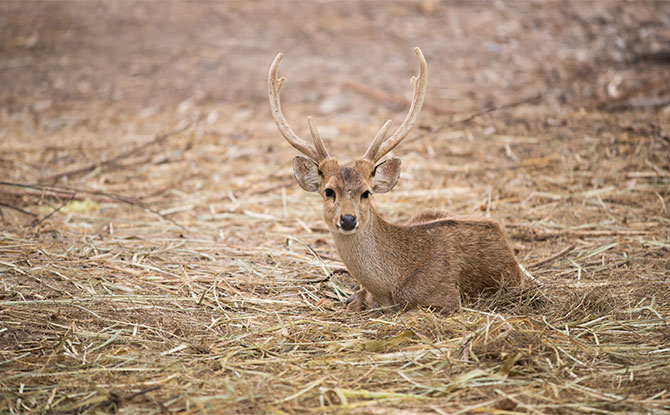 Hog Deer