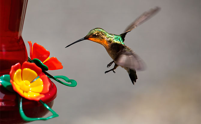 Hummingbird