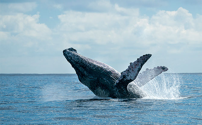 Humpback Whale