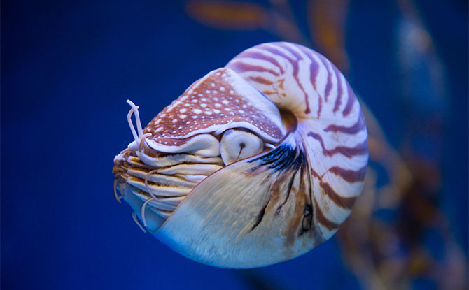 Nautilus