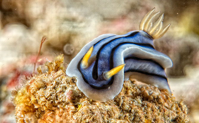 Nudibranch