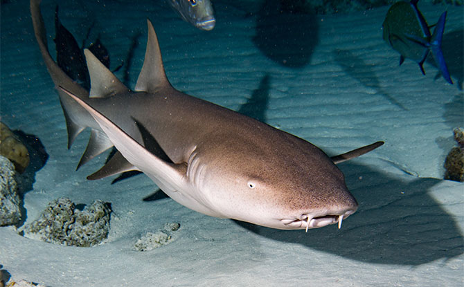 Nurse Shark