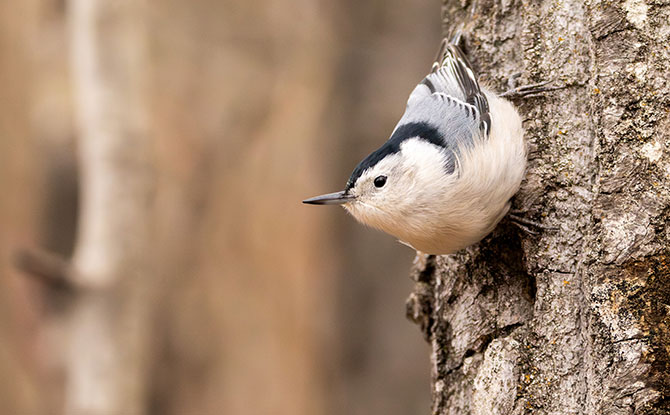 Nuthatch