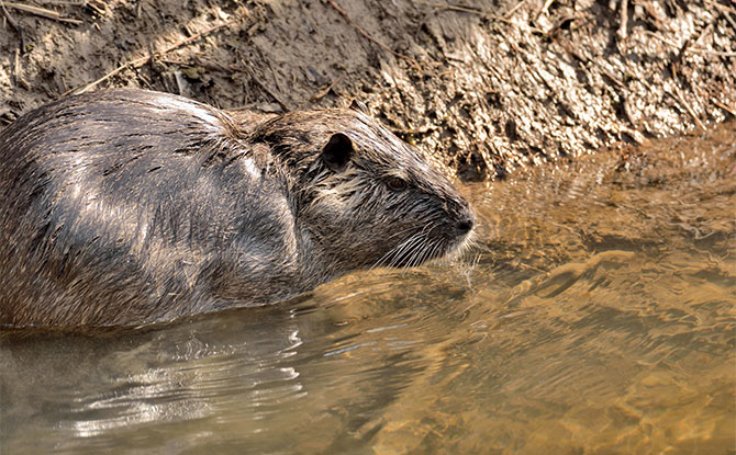 Nutria