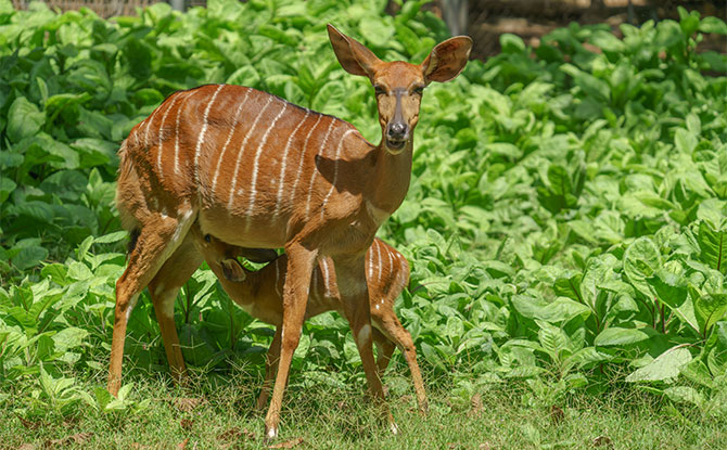 Nyala