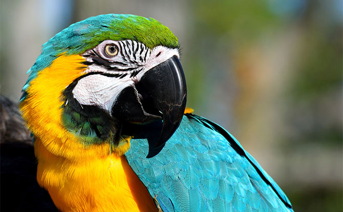 Parrot - Animals starting with P
