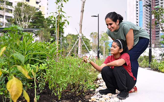 Edible & Spice Garden