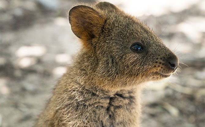 Animals Starting With Q Quokka