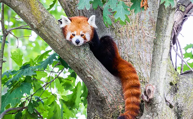 Red Panda