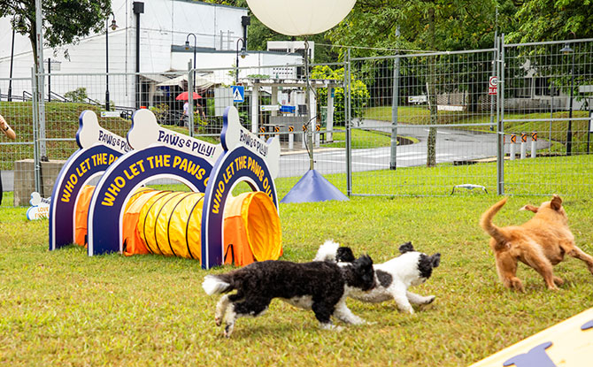 Paws & Play at The Oval Seletar Aerospace Park