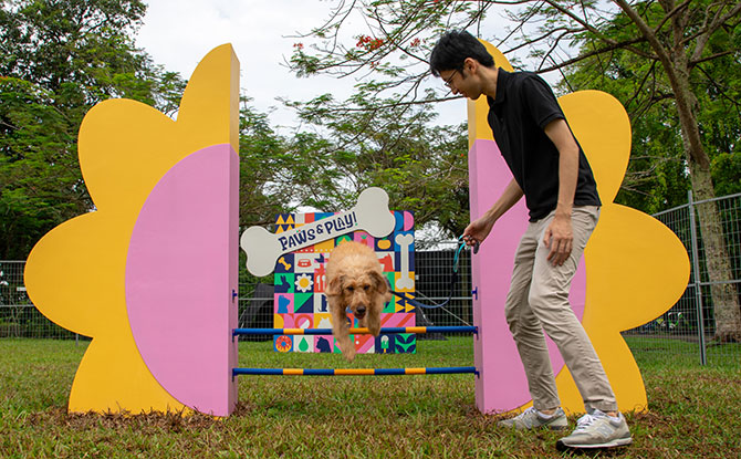 Enjoy Paws & Play till 29 December 2024