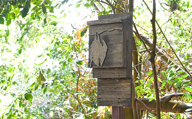 Bat boxes