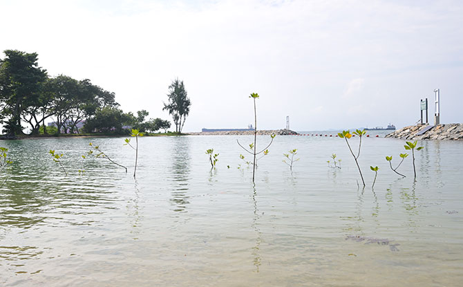 Big Sister’s Island Tidal Pool