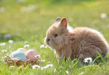 Easter Facts For Kids: Interesting Things To Know About The Holiday