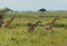 5 Reasons An African Safari Should Be Your Next Family Holiday