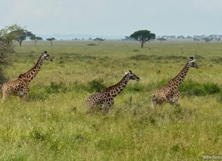 5 Reasons An African Safari Should Be Your Next Family Holiday