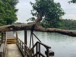 Little Stories: The Leaning Tree Of MacRitchie