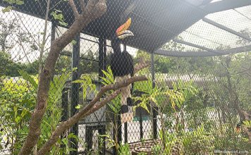 Amazing Guide To Bird Paradise: Walk-In Aviaries, Presentations, Tips ...